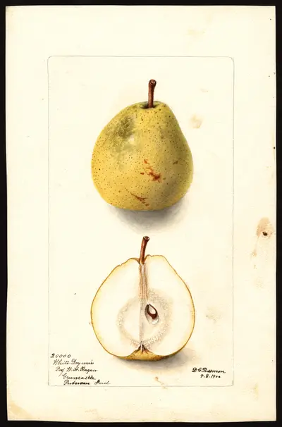 Watercolor of White Doyenné