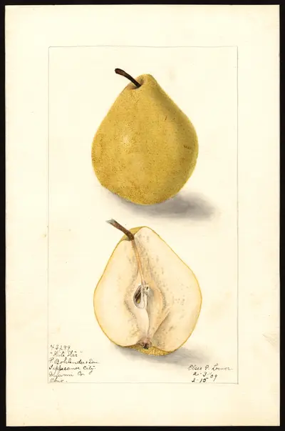 Watercolor of White Star