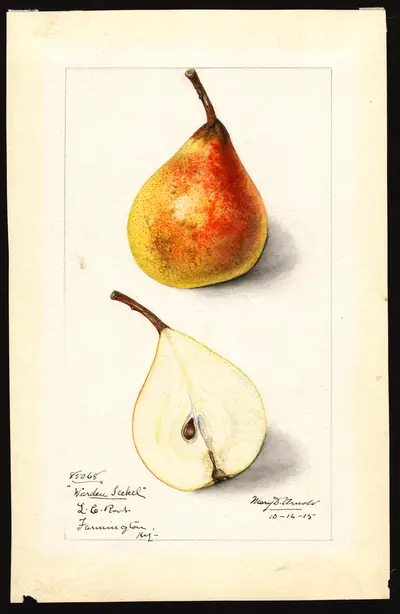 USDA watercolor illustration of Worden Seckel
