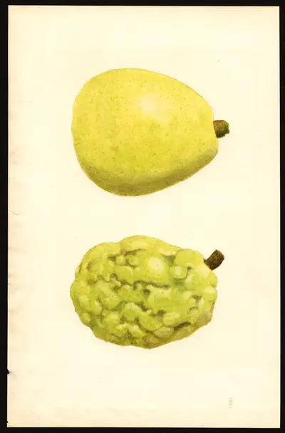 USDA watercolor illustration of Beurré d'Anjou