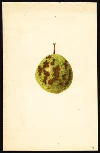 USDA watercolor illustration of Kieffer