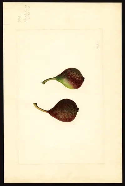 Watercolor of Seckel