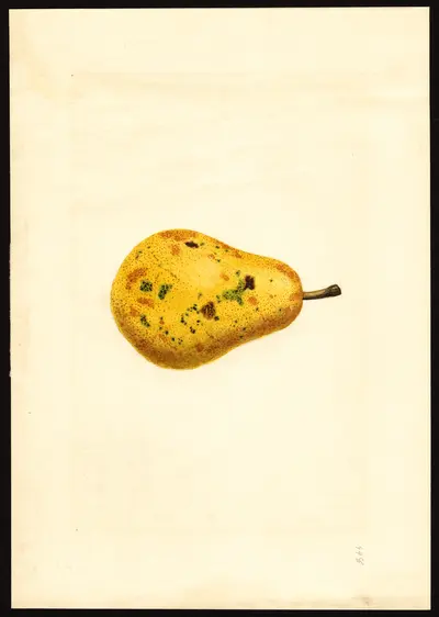 USDA watercolor illustration of Bartlett