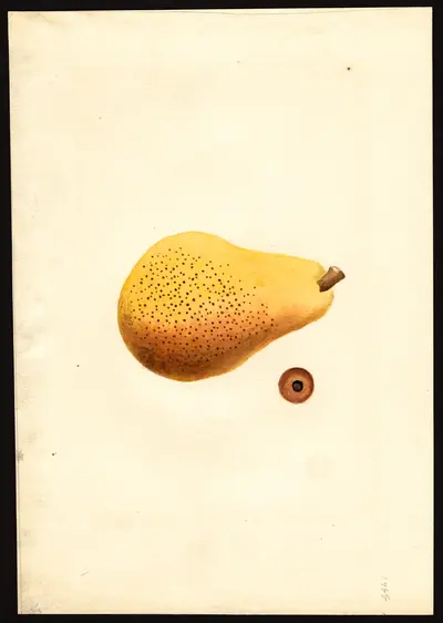 USDA watercolor illustration of Bartlett