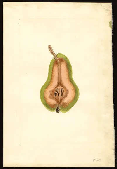 USDA watercolor illustration of Bartlett