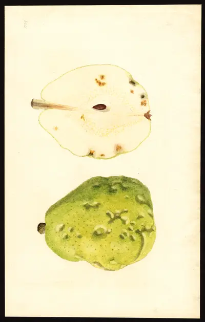 USDA watercolor illustration of Beurré d'Anjou