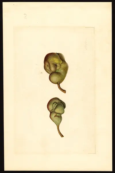 USDA watercolor illustration of Seckel
