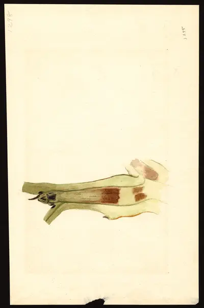 USDA watercolor illustration of Kieffer