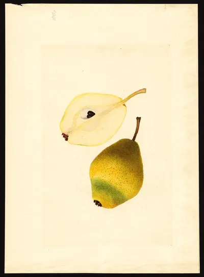 USDA watercolor illustration of Kieffer