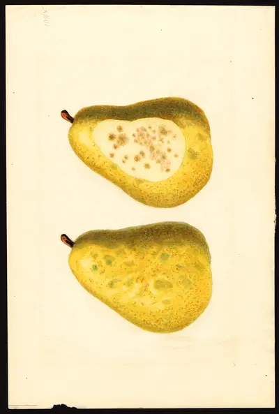 USDA watercolor illustration of Beurré d'Anjou