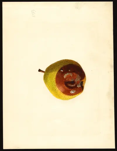 USDA watercolor illustration of Kieffer