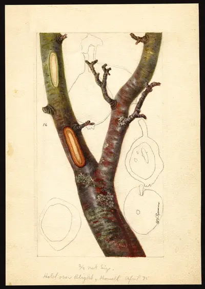 USDA watercolor illustration of Howell