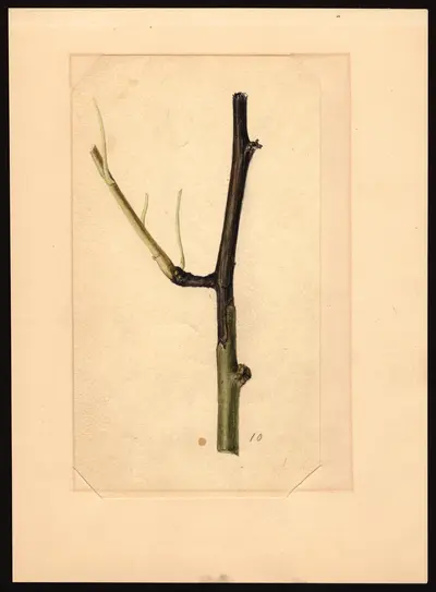 USDA watercolor illustration of Kieffer