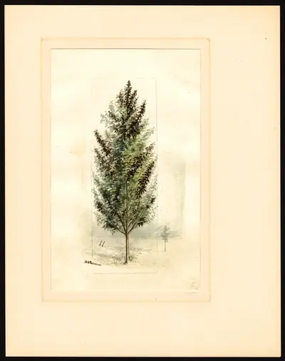 USDA watercolor illustration of Kieffer
