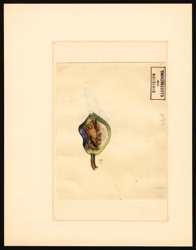 USDA watercolor illustration of Kieffer