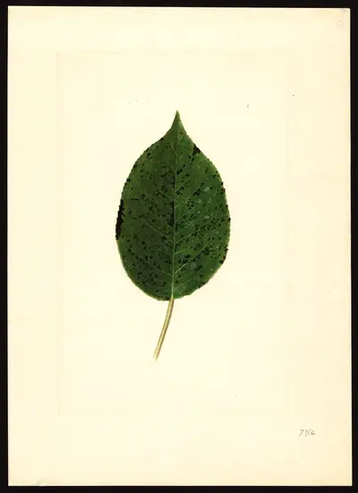 USDA watercolor illustration of Kieffer