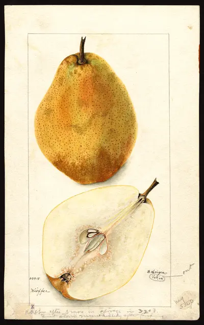 USDA watercolor illustration of Kieffer