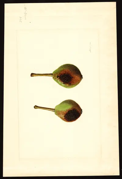 USDA watercolor illustration of Kieffer