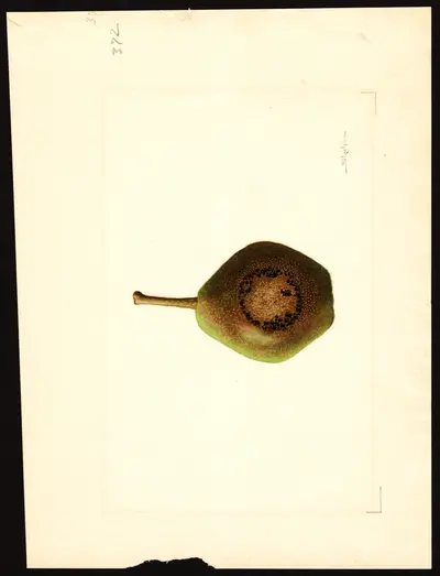 USDA watercolor illustration of Kieffer