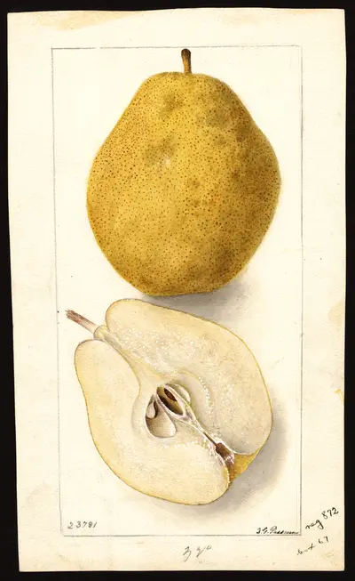 USDA watercolor illustration of Kieffer