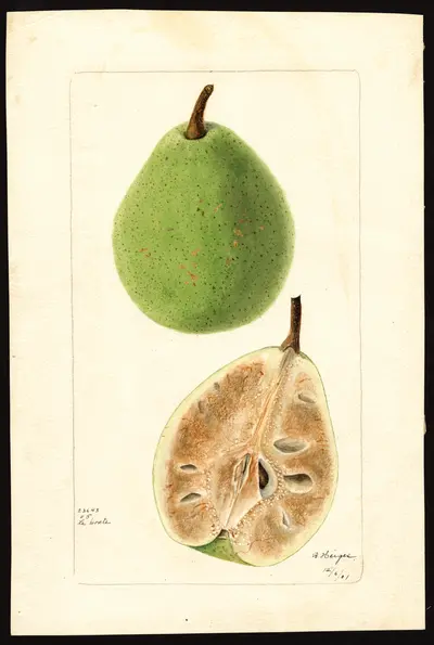 USDA watercolor illustration of Le Conte