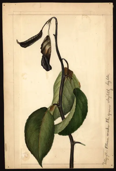 USDA watercolor illustration of Le Conte