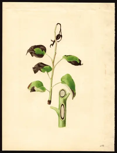 USDA watercolor illustration of Chinese Sand Pear