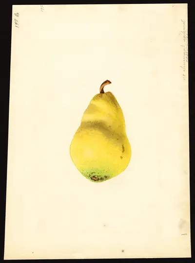USDA watercolor illustration of Bartlett