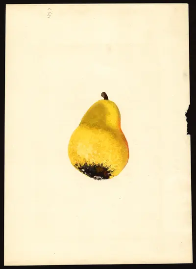 USDA watercolor illustration of Bartlett