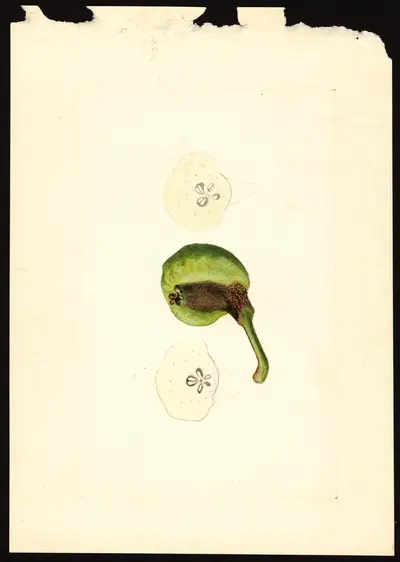 USDA watercolor illustration of Bartlett