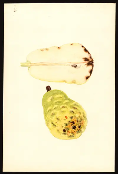 USDA watercolor illustration of Bartlett